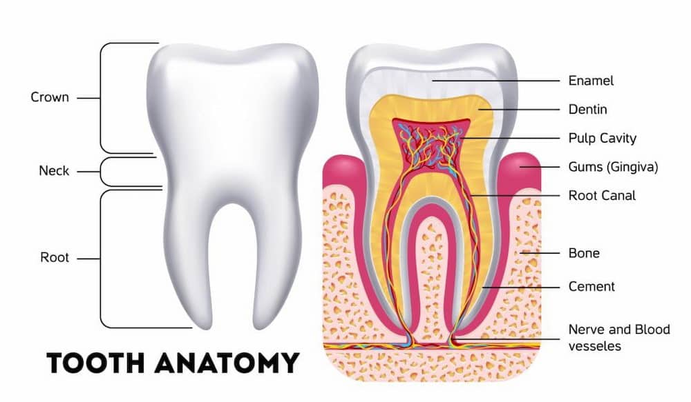 tooth component and teeth sensitivity