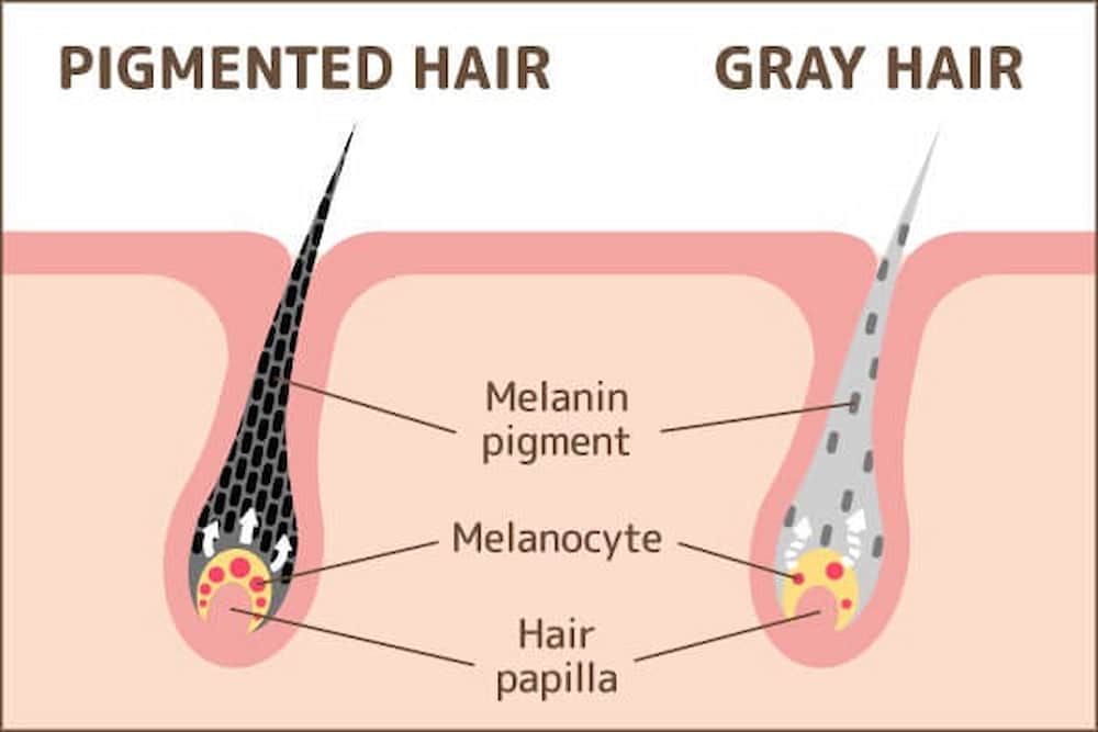 pigmented hair vs gray hair 5258700