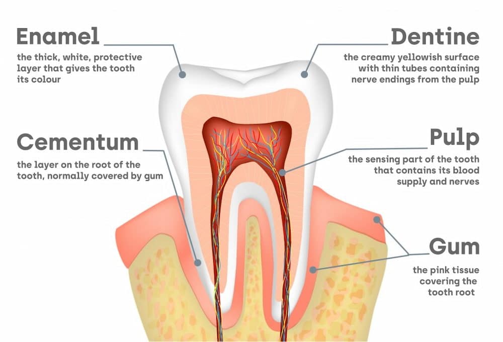 tooth diagram - Dr. Sanaz is the number one health and beauty magazine chosen by all those who care about magical health and beauty- Drhealthandbeauty.com