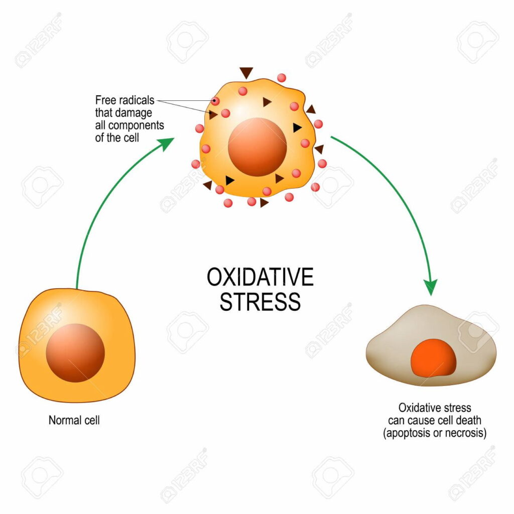 oxidateve stress 410025