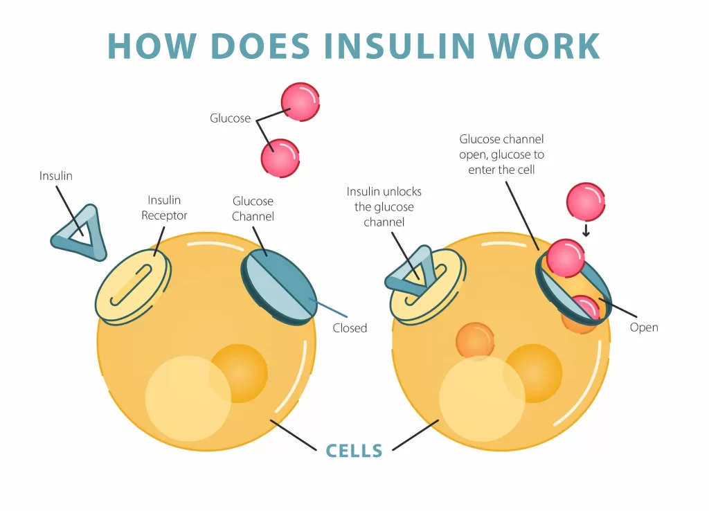 How does insulin works?