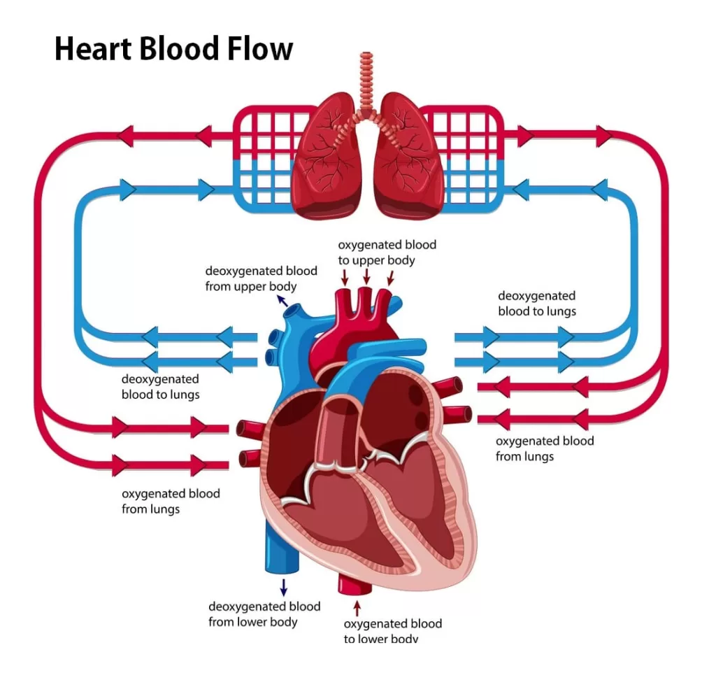 heart blood flow