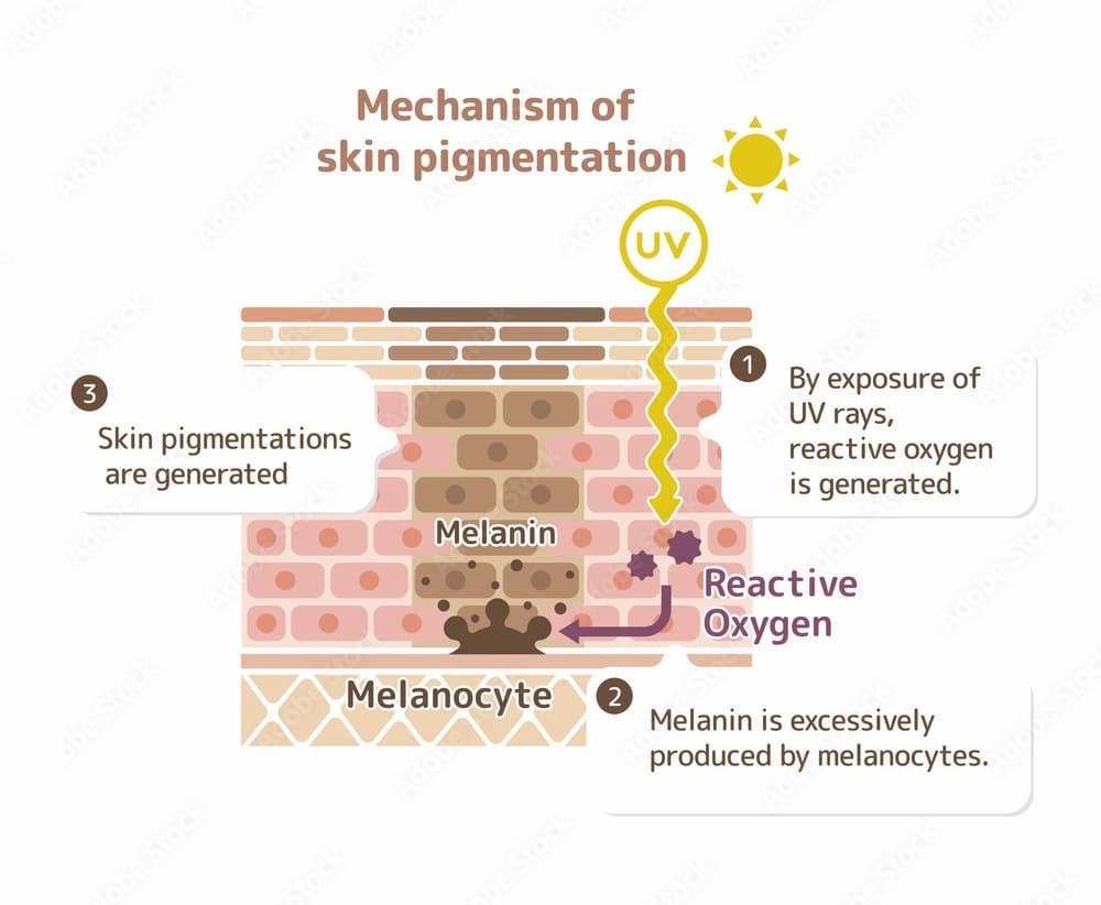 mechanism of skin pigmentation 0014