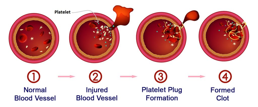 platelet function