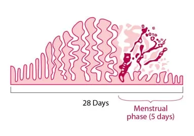 when-does-menstruation-(period)-begin 02