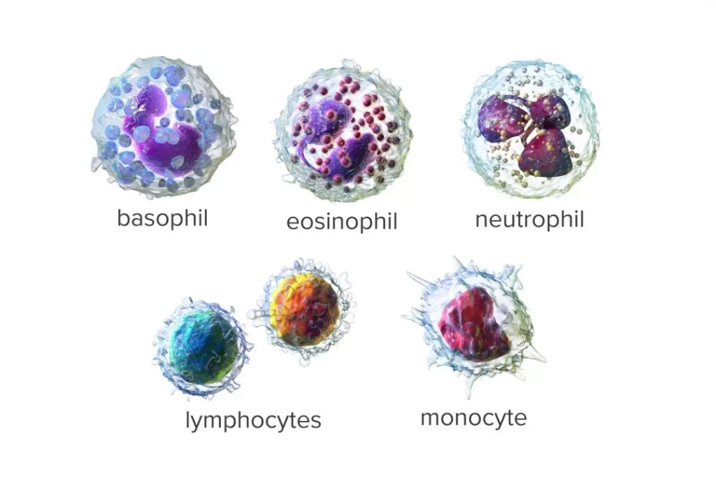 white blood cells types