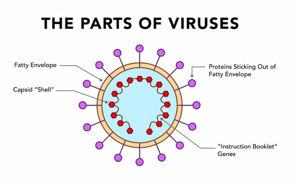 parts of viruses