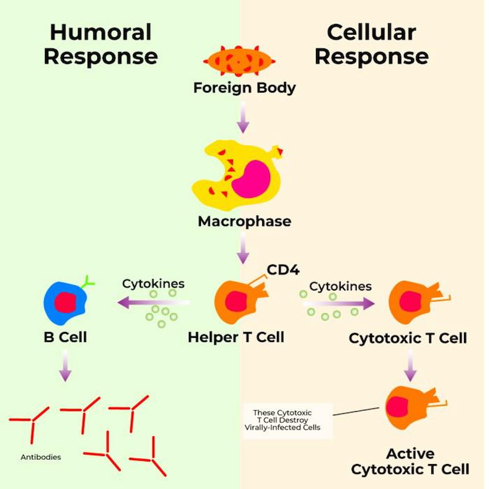 Humoral-And-Cell-Mediated-Immunity