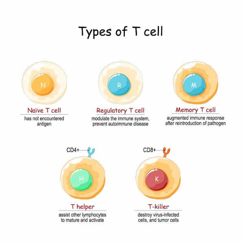 type of T cells