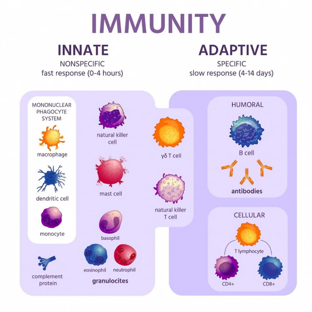 immunity system cells