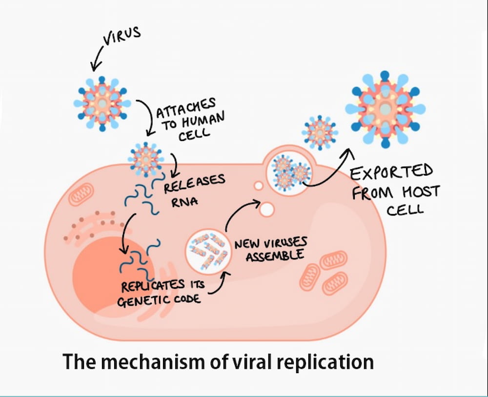 viral replication