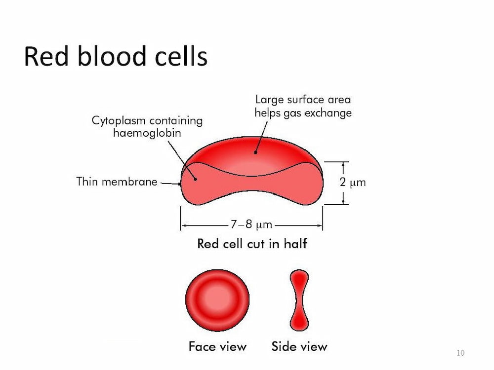 red blood cells and hemoglobin