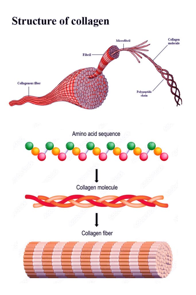 collagen structure