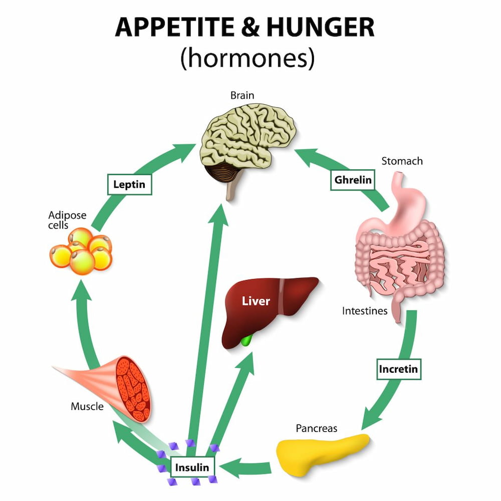 appetite and hunger hormones
