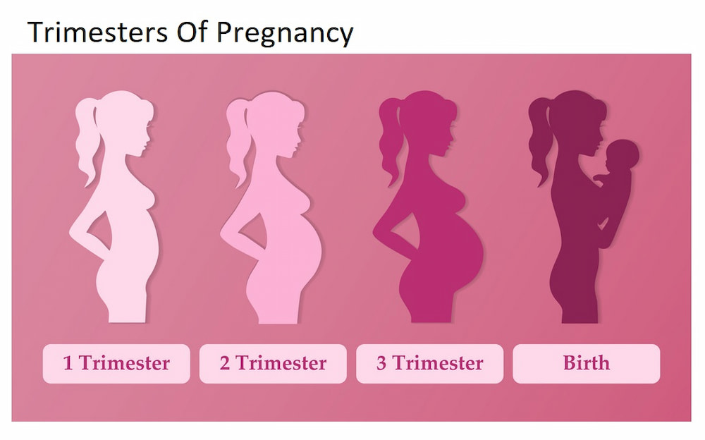 Trimesters Of Pregnancy