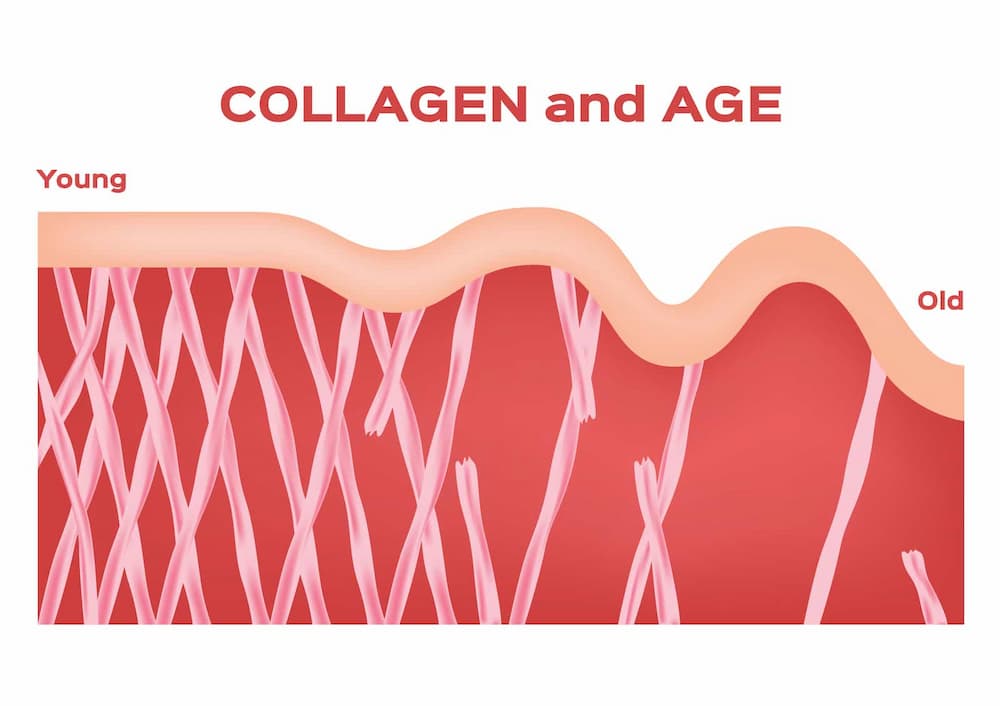 collagen in age