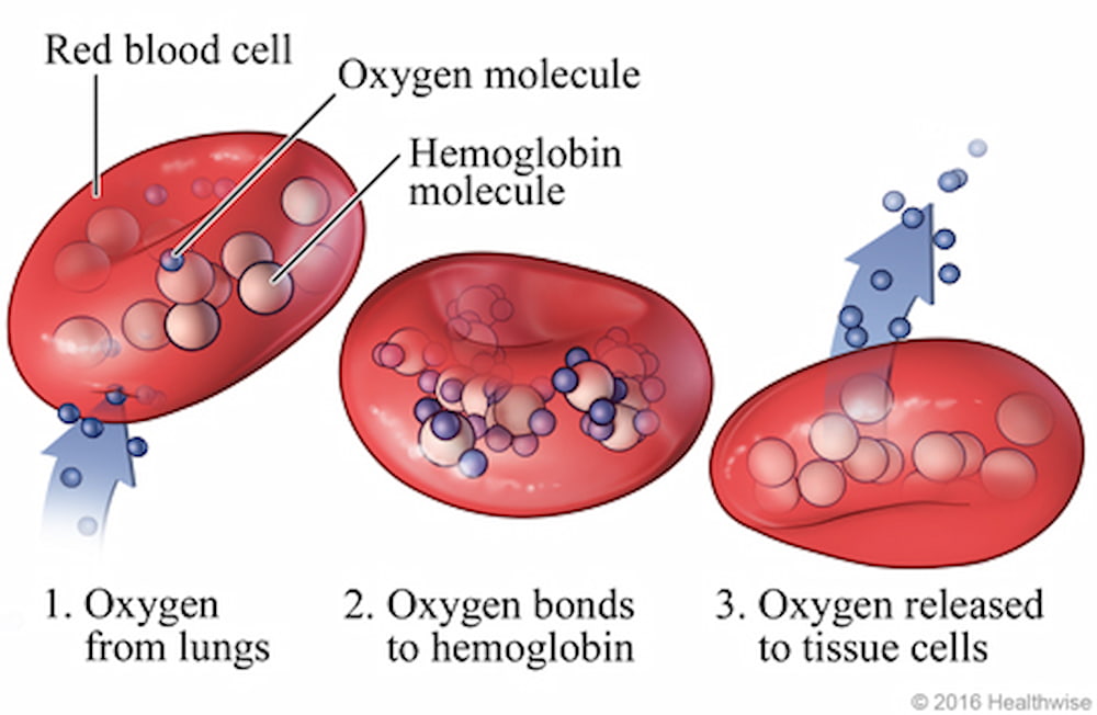Red blood cells and iron level