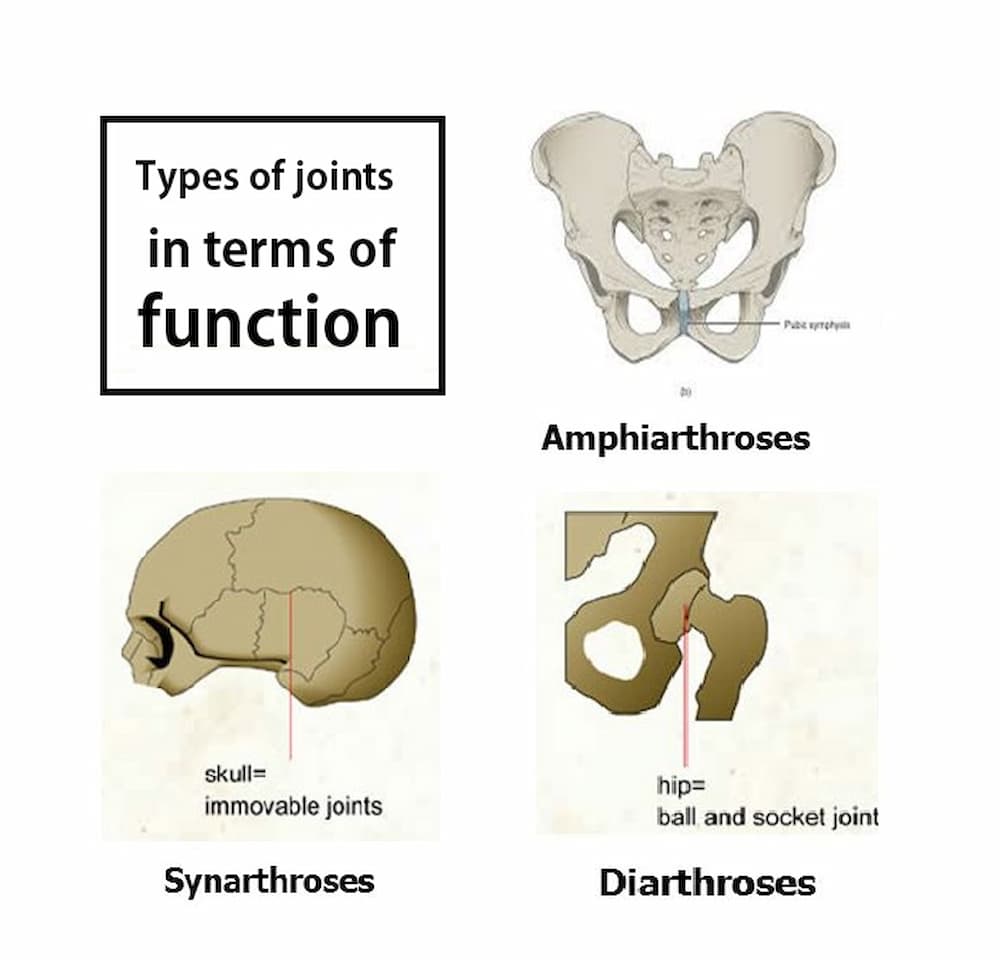 Types of joints in terms of function