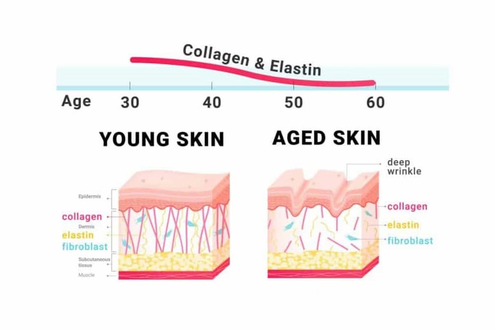 collagen and skin layers